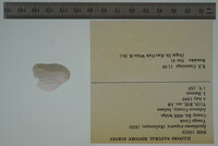 Epioblasma triquetra image