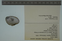 Epioblasma triquetra image