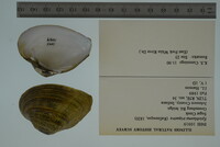 Epioblasma triquetra image