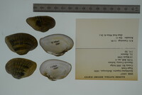 Epioblasma triquetra image