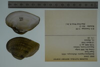 Epioblasma triquetra image