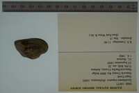 Epioblasma triquetra image