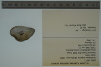 Epioblasma triquetra image