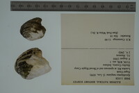 Epioblasma rangiana image