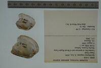 Epioblasma rangiana image