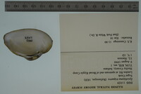 Epioblasma triquetra image