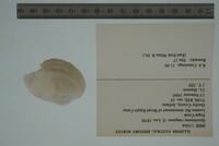 Epioblasma rangiana image