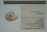 Epioblasma rangiana image