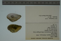 Epioblasma triquetra image