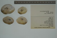 Epioblasma rangiana image