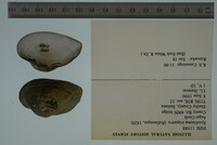 Epioblasma triquetra image