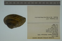 Epioblasma triquetra image