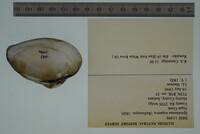 Epioblasma triquetra image