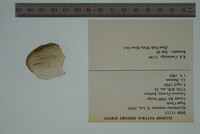 Epioblasma rangiana image