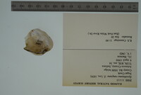 Epioblasma rangiana image