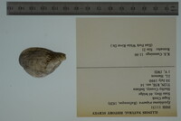 Epioblasma triquetra image