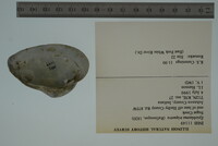 Epioblasma triquetra image