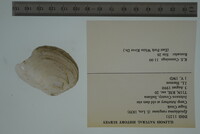 Epioblasma rangiana image