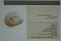 Epioblasma rangiana image