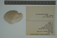 Epioblasma rangiana image