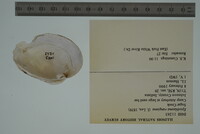 Epioblasma rangiana image