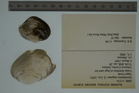 Epioblasma rangiana image