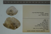 Epioblasma rangiana image