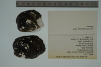 Epioblasma torulosa image