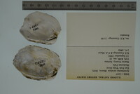 Epioblasma torulosa image