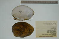 Plethobasus cyphyus image