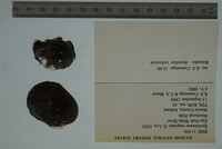 Epioblasma rangiana image