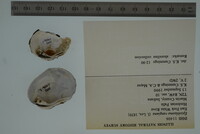 Epioblasma rangiana image