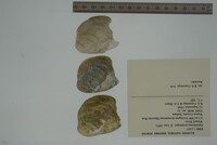 Epioblasma propinqua image