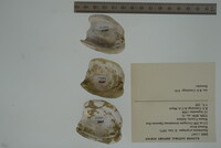 Epioblasma propinqua image