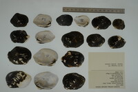 Epioblasma torulosa image