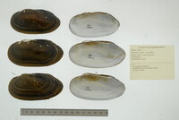 Velesunio wilsonii image