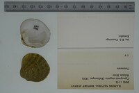 Cyprogenia stegaria image