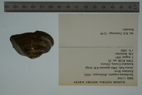 Epioblasma triquetra image
