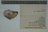 Epioblasma triquetra image