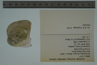 Epioblasma torulosa image