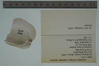 Epioblasma torulosa image