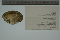 Epioblasma triquetra image