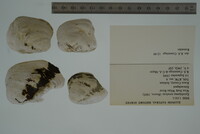 Epioblasma torulosa image