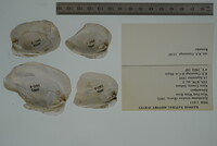 Epioblasma torulosa image