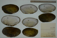 Lasmigona costata image