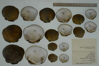 Cyclonaias pustulosa image