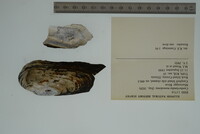 Margaritifera monodonta image