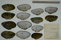 Alasmidonta marginata image