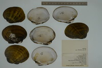 Lampsilis higginsii image