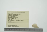 Simpsonaias ambigua image